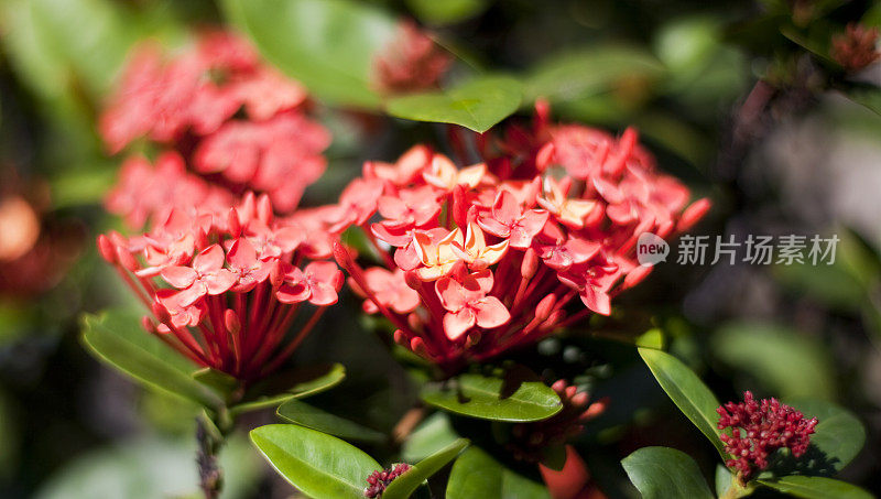 夏威夷的Ixora Flowers